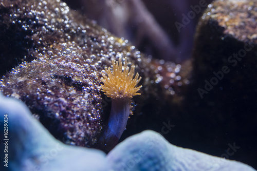 Small orange anemone under water.