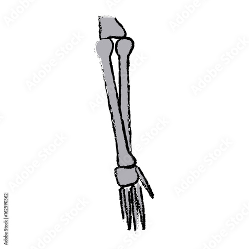 bone arm human anatomy healthy