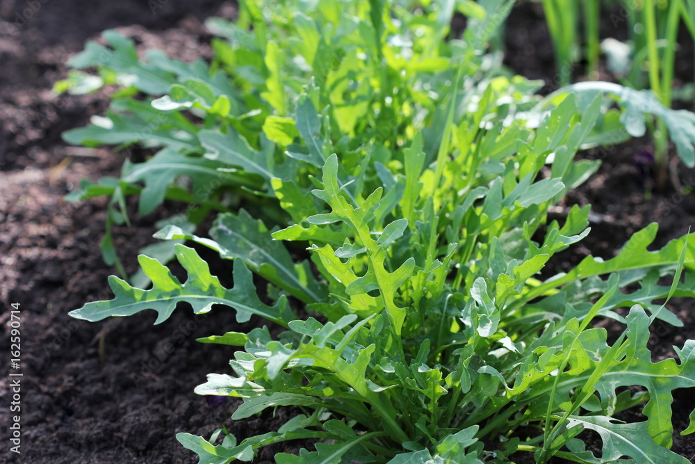 Arugula plant growing in organic vegetable garden. Arugula plant growing in organic vegetable garden.