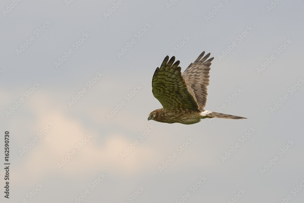 Fototapeta premium ontagu`s Harrier Circus pygargus - adult female in flight