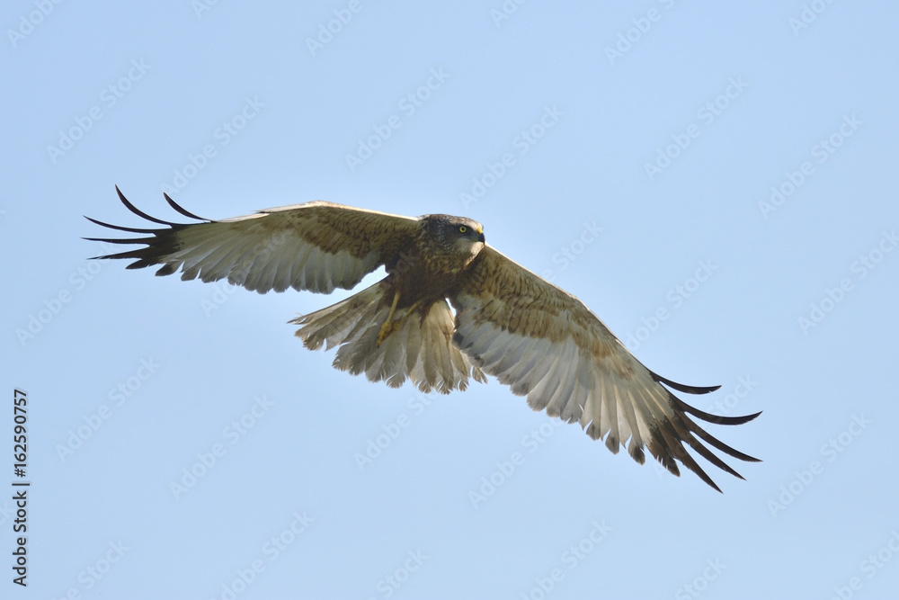 Marsh harrier Circus aeruginosus - adult male in flight Marsh harrier Circus aeruginosus - adult male in flight