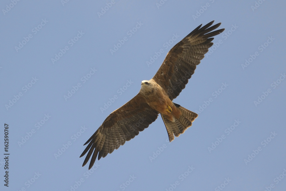 Fototapeta premium Black Kite Milvus migrans in flight, blue sky natural background