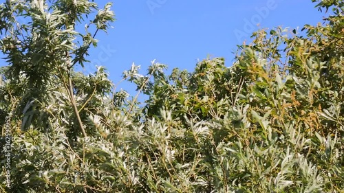 Fresh wind (mackerel gale; hard gale, refreshing breeze, fresher) bends and shakes willow bushes (willow stand), why we say flexible as willow
