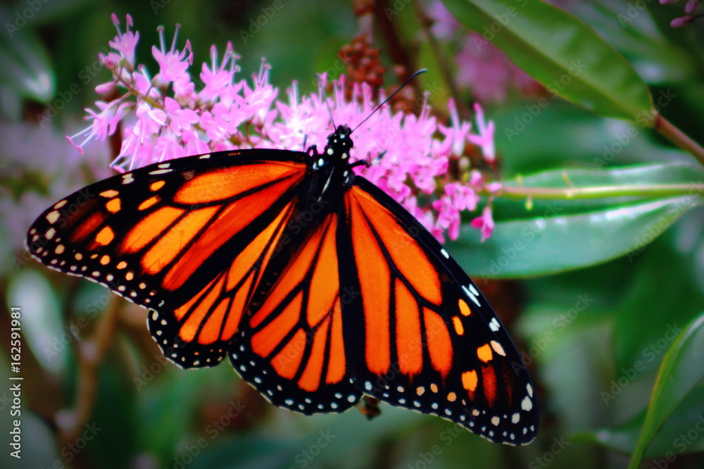 Monarch Butterfly on a New Zealand Hebe Monarch Butterfly on a New Zealand Hebe