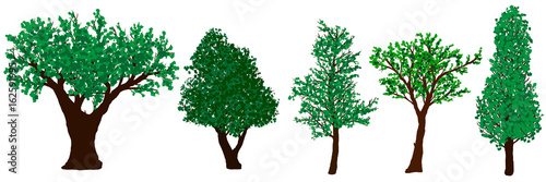 Set of green vector trees isolated on white background