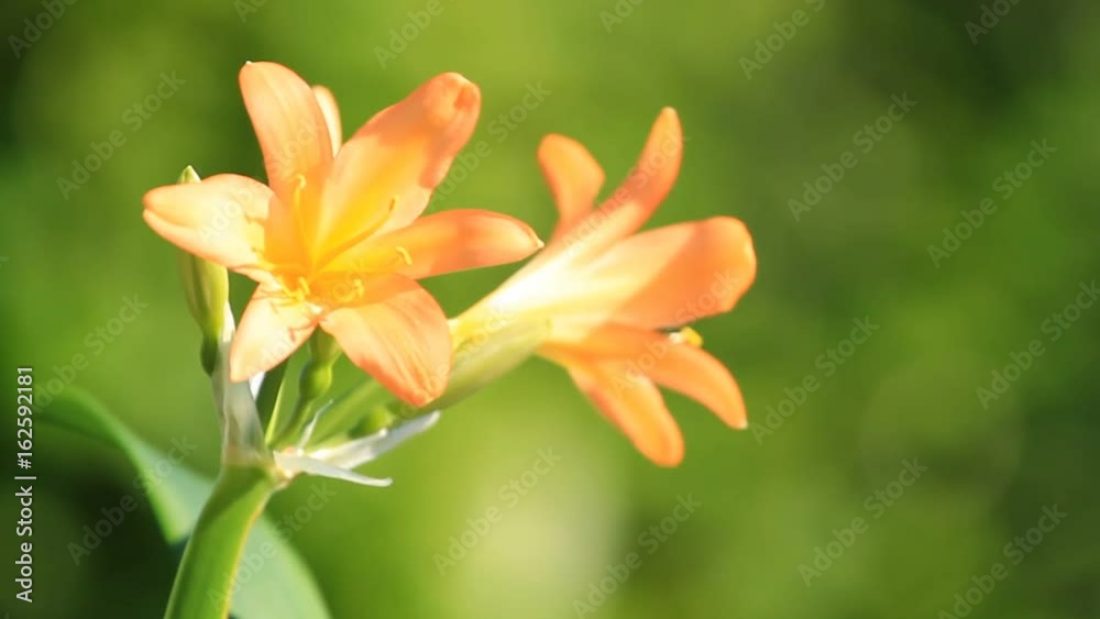 Lily flowers blossom on the green background Lily flowers blossom on the green background