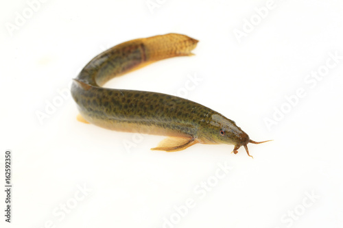 A loach is isolated on a white background