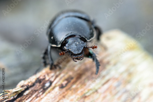 Close-up of a Dor / Dumbledore Dung Beetle