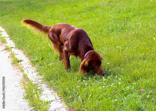 Walking irish setter in the summer park.