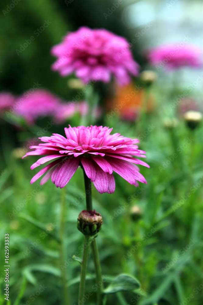 Fototapeta premium Pink Daisies