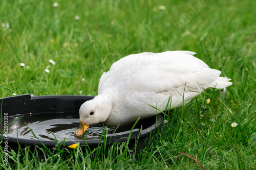 Canvas Print White Call Duck