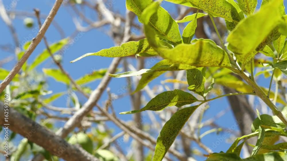High quality video of walnut tree in 4K High quality video of walnut tree in 4K