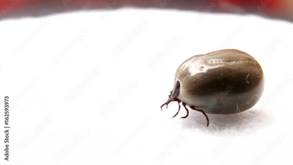Dangerous parasitic arachnid - tick (engorged) Blood-sucking carrier of various diseases. Dangerous parasitic arachnid - tick (engorged) Blood-sucking carrier of various diseases.