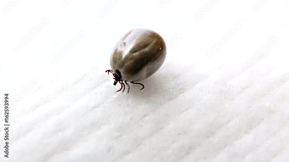 Dangerous parasitic arachnid - tick (engorged)  Blood-sucking carrier of various diseases.
