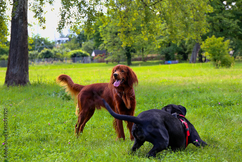 Setter and cane corso in the summer park
