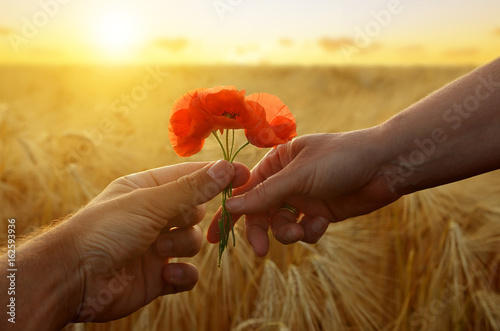 Fototapeta Ręka daje kwiat maków z miłością o zachodzie słońca. Romantyczna koncepcja.