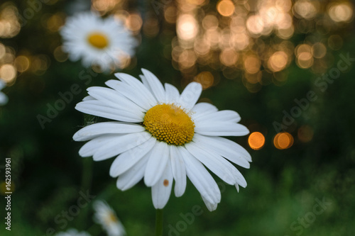 Fototapeta Naklejka Na Ścianę i Meble -  White wild daisies in the evening at sunset