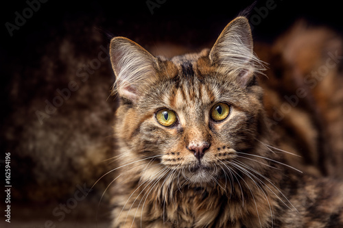 Junge Maine Coon Katze liegend