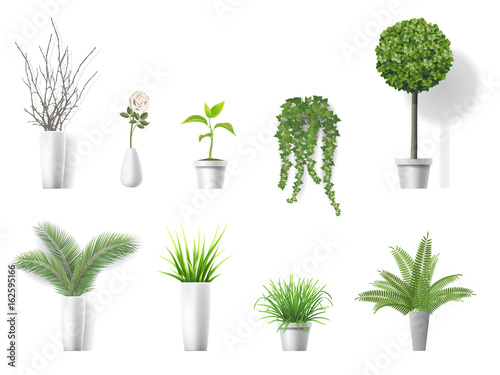 Set of vector realistic detailed house plant for interior design and decoration.
