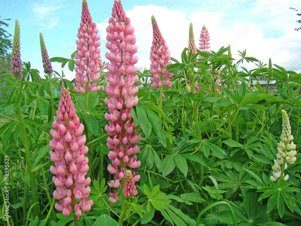 Lupins on the flowerbed Lupins on the flowerbed