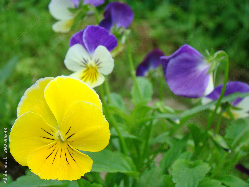 Viola on the flowerbed closeup Viola on the flowerbed closeup