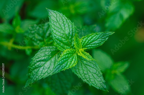 Mint, Mint is a vegetable aroma. Remove mint flavoring used in many foods.
