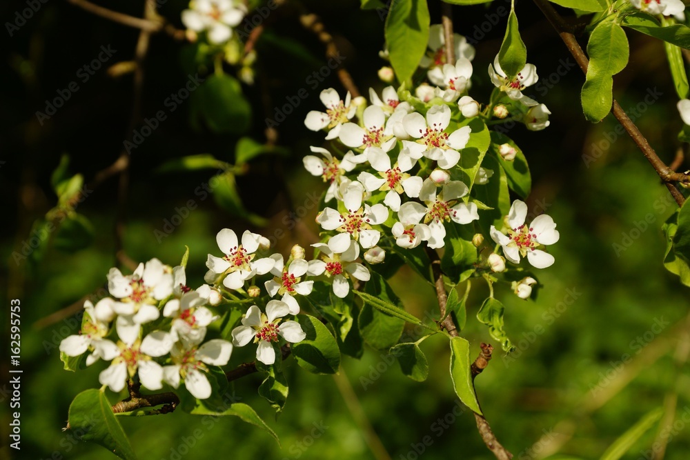 Beautiful white pear blossoms in spring Beautiful white pear blossoms in spring