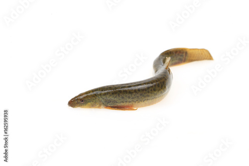 A loach is isolated on a white background