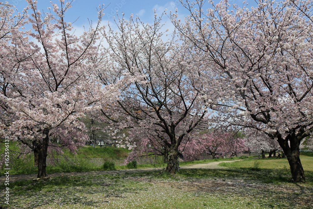 河川敷の枝垂桜