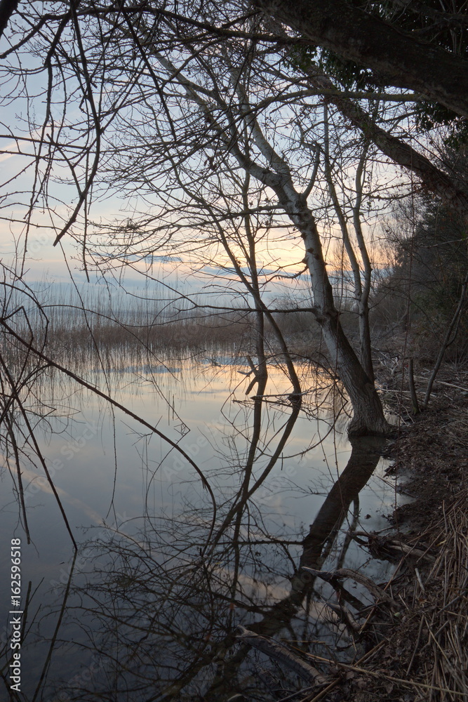 A tree on a lake shore, with branches and sky reflecting on water A tree on a lake shore, with branches and sky reflecting on water