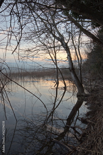 A tree on a lake shore, with branches and sky reflecting on water