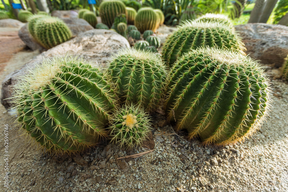 Cactus In the garden of happiness Cactus In the garden of happiness
