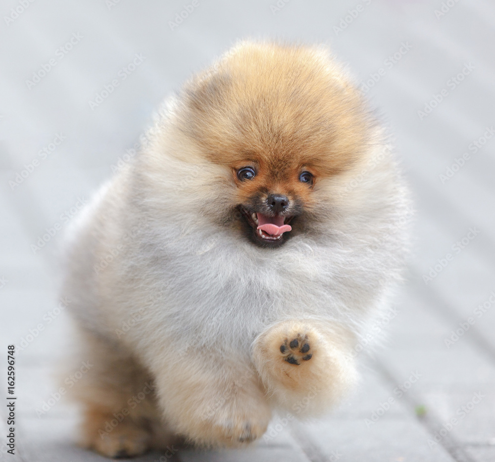 Running cheerful puppy German spitz, close up