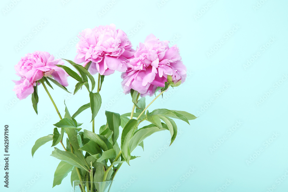 Bouquet of peony flowers on mint background