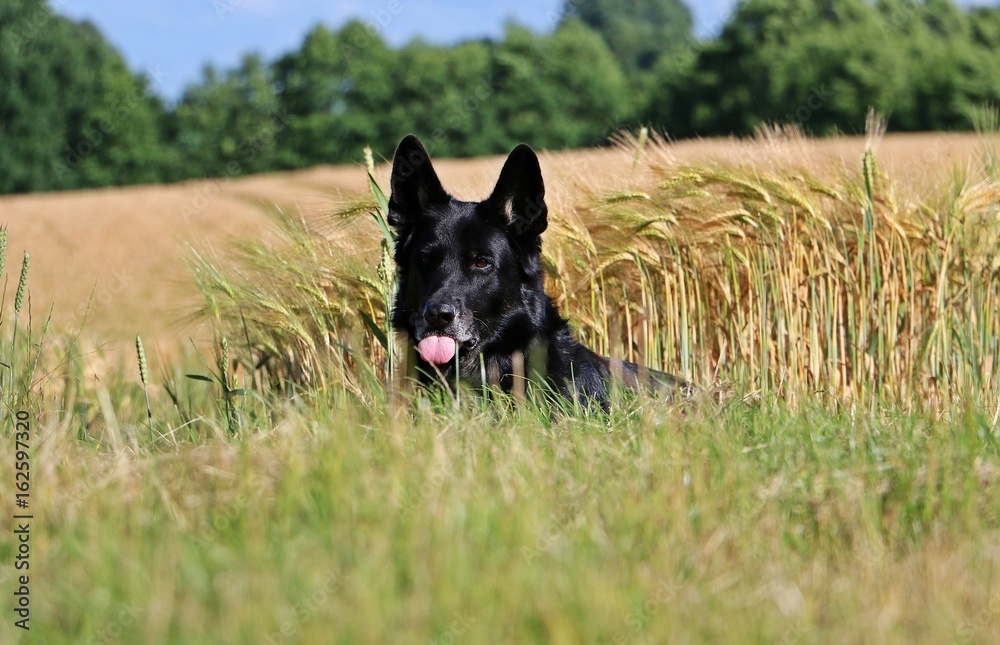 schäferhund im kornfeld schäferhund im kornfeld