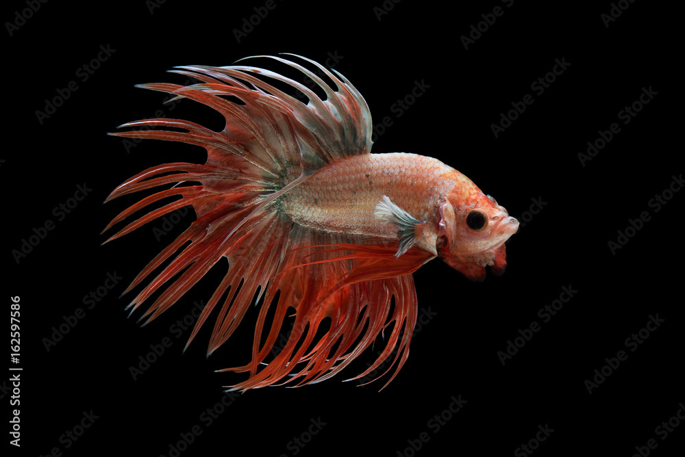 Fototapeta premium Crowntail Betta