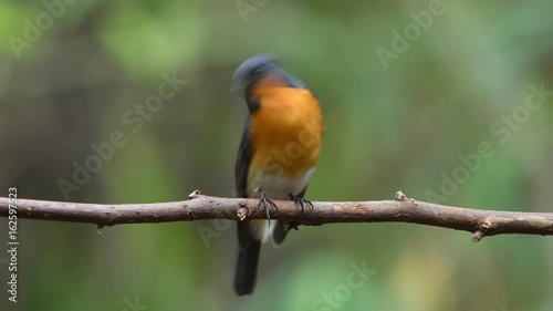 Slaty backed Flycatcher Birds in Thailand and Southeast Asia. photo