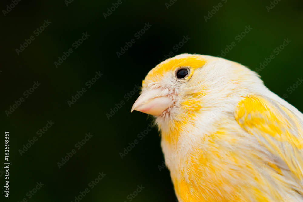 Naklejka premium Beautiful yellow canary