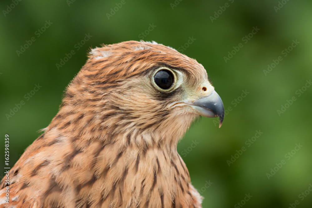 Young kestrel with a beautiful plumage Young kestrel with a beautiful plumage