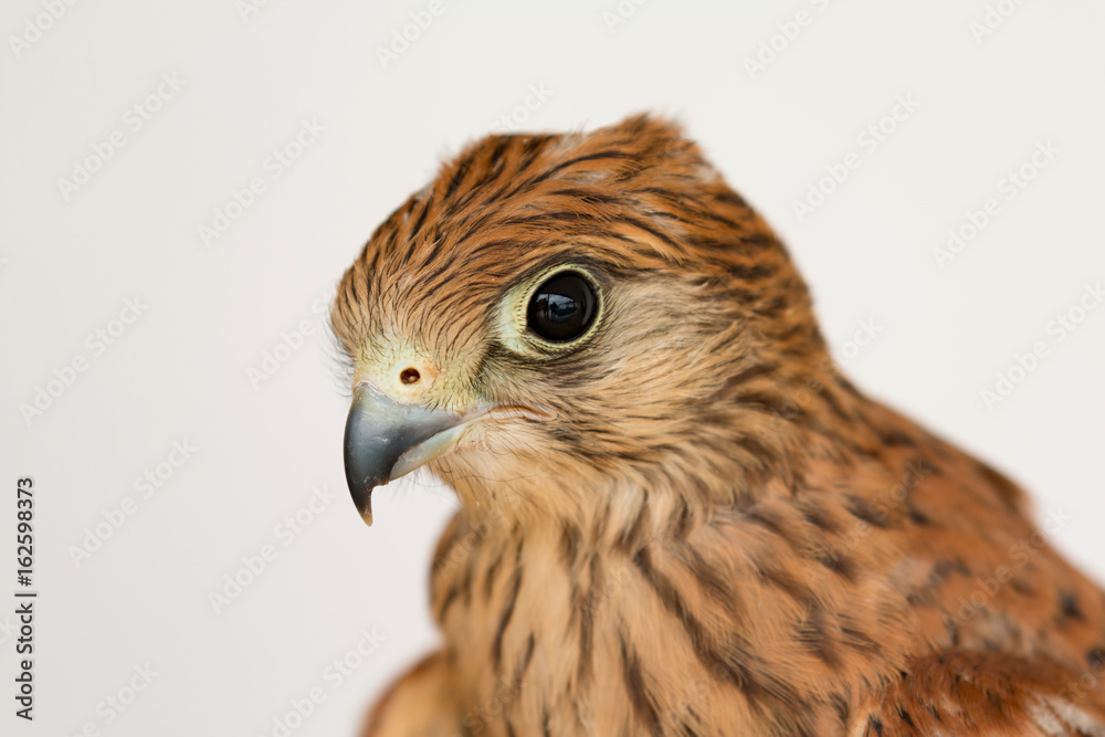 Young kestrel with a beautiful plumage Young kestrel with a beautiful plumage