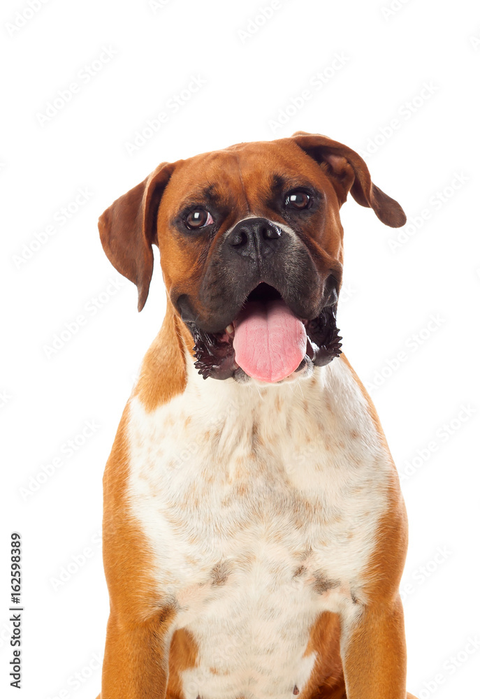 Beautiful brown boxer dog
