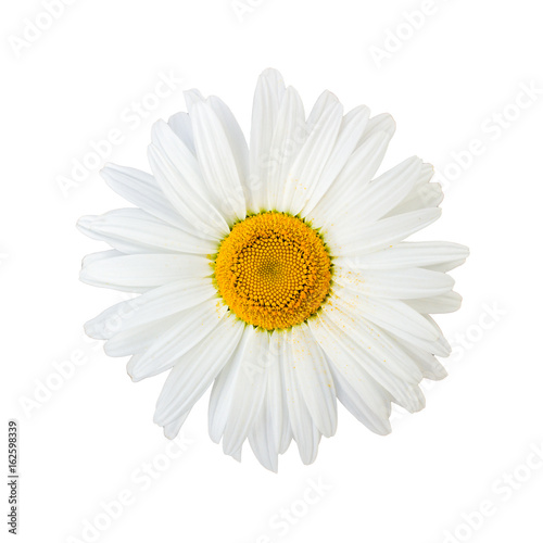 Fototapeta Naklejka Na Ścianę i Meble -  Isolated chamomile flower on white background
