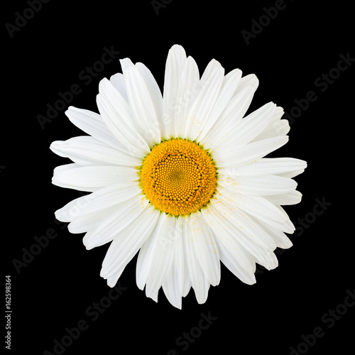 Fototapeta Naklejka Na Ścianę i Meble -  Isolated chamomile flower on black background