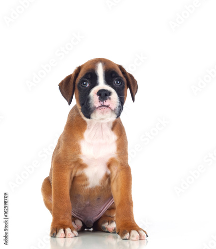 Adorable boxer puppy sitting © Gelpi