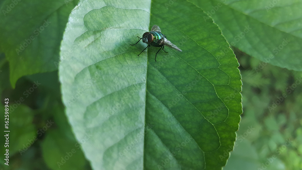 Fly on a leaf Fly on a leaf