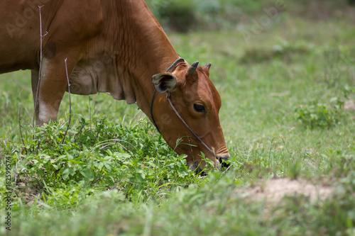 Cow grazing on a green meadow