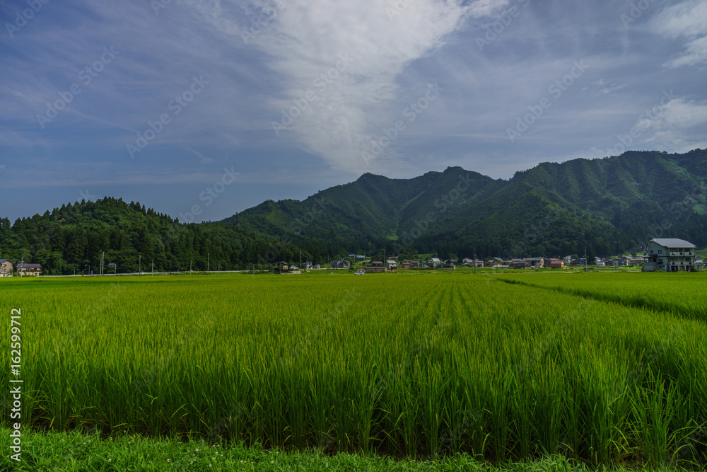  夏の六日町の田園風景