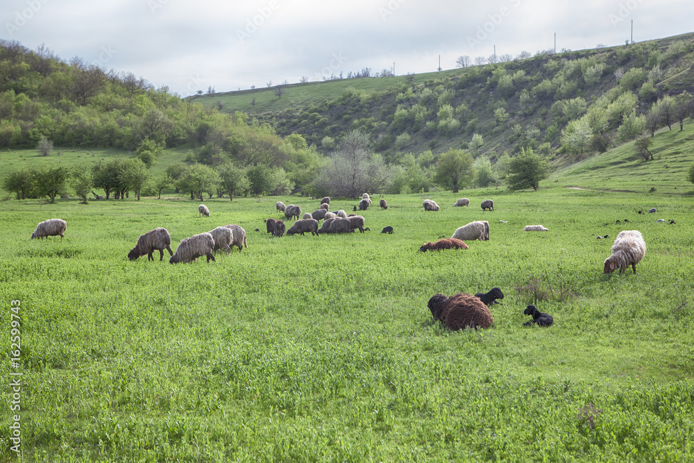 sheep on grassland