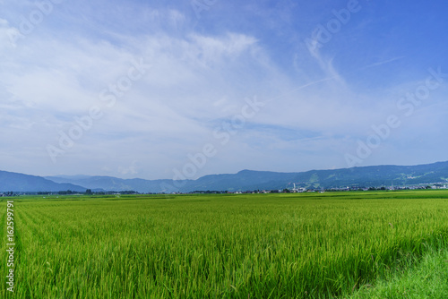  夏の六日町の田園風景