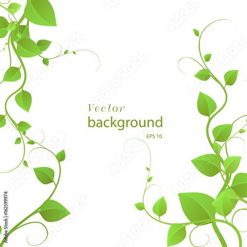  foliage on a white background, climbing plants, vector illustration photo